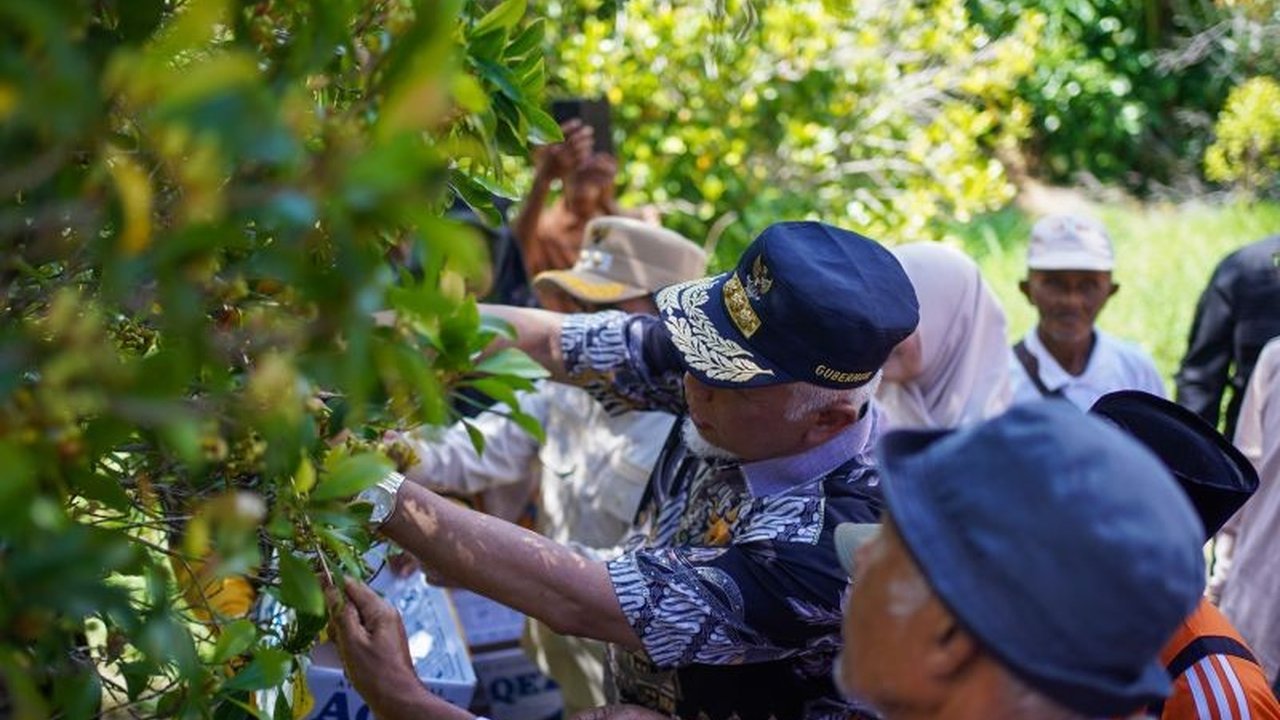 Pemerintah Provinsi Sumatera Barat fokus pada penguatan **Infrastruktur Sentra Cengkih Solok**, membangun irigasi dan jalan usaha tani guna mendongkrak produktivitas serta kesejahteraan petani cengkih.