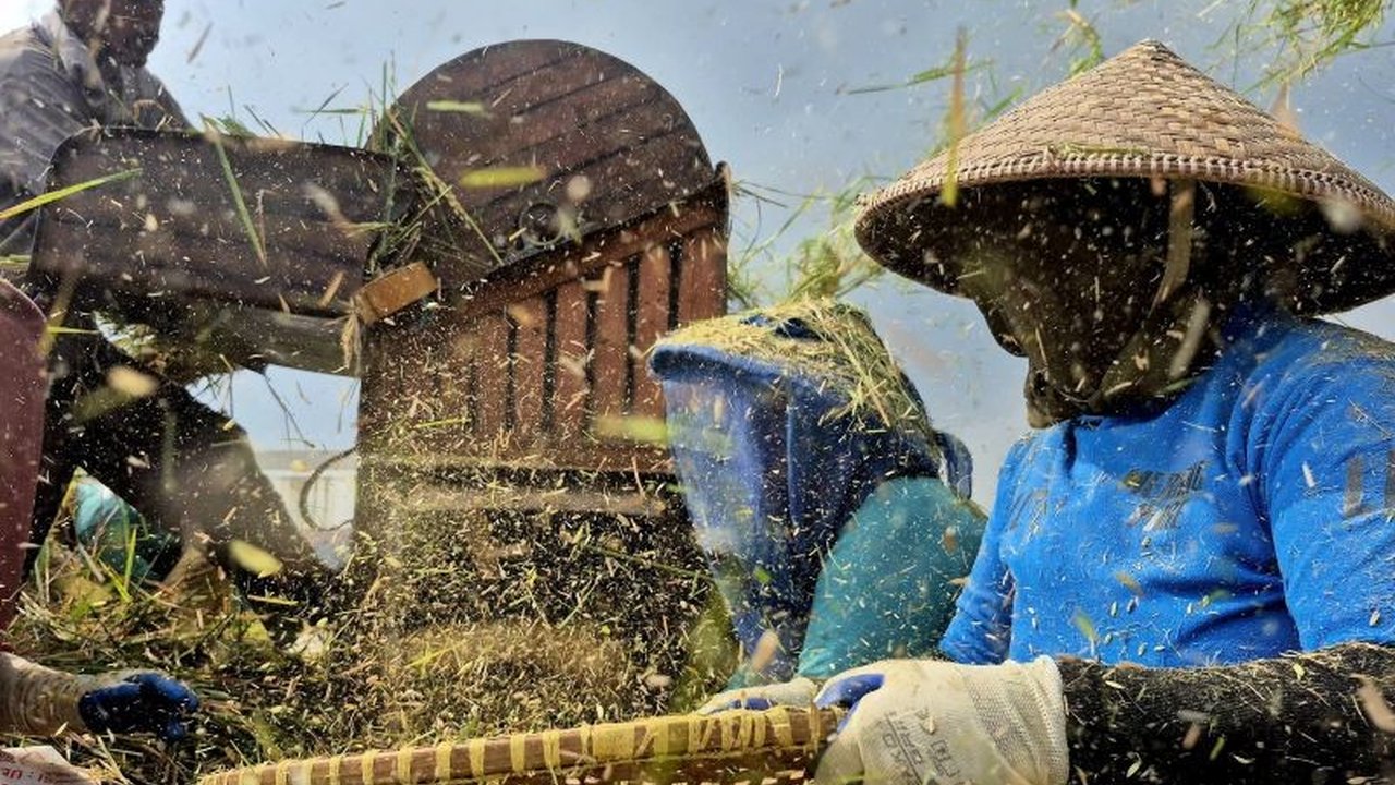 Kabupaten Sumedang berhasil mencatatkan surplus beras signifikan, menjadikannya penopang ketahanan pangan Jawa Barat. Artikel ini mengulas strategi Sumedang dalam menjaga swasembada beras di tengah tantangan perubahan iklim dan regenerasi petani.