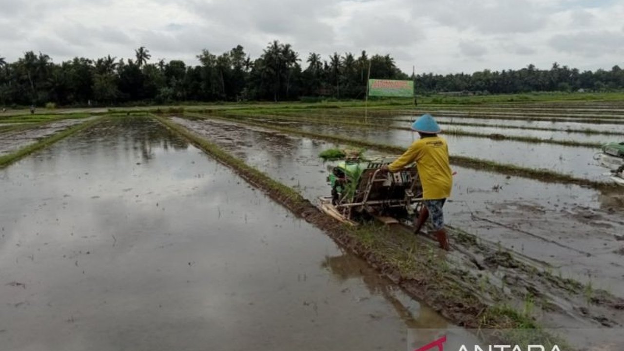 Pemerintah Kabupaten Bantul merealisasikan program pembebasan PBB Lahan Pangan Berkelanjutan (LP2B) mulai 2026, sebuah langkah strategis untuk menjaga ketahanan pangan daerah. Kebijakan ini diharapkan memotivasi petani.