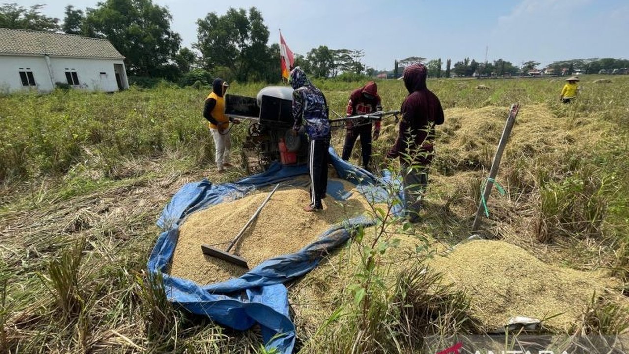 Dinas Pertanian Kabupaten Cirebon memprioritaskan upaya menjaga produksi beras tetap stabil di 300 ribu ton per tahun, meskipun menghadapi tantangan penyusutan lahan dan pertumbuhan penduduk, demi mempertahankan status sebagai penyangga pangan Jawa Barat.