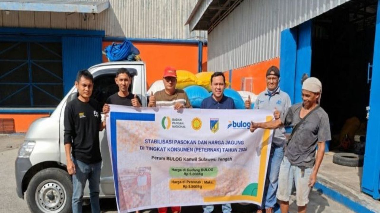 Perum Bulog menyalurkan jagung pakan ternak melalui program Stabilisasi Pasokan dan Harga Pangan (SPHP) di Sulawesi Tengah, membantu peternak menekan biaya produksi dan menjaga keberlanjutan usaha.