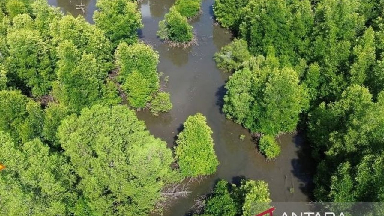 Universitas Lambung Mangkurat (ULM) berhasil mengidentifikasi 14 spesies mangrove di kawasan PBPH Kotabaru, Kalimantan Selatan, menandakan kekayaan hayati dan potensi konservasi lingkungan pesisir.