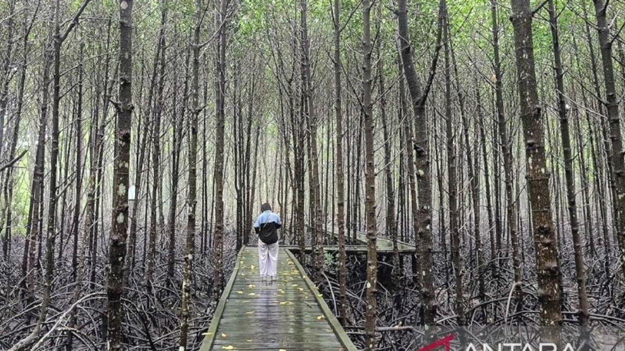 Dinas Pariwisata Kalimantan Timur gencar mempromosikan ekowisata mangrove Kaltim untuk menarik turis domestik dan mancanegara, menyoroti potensi konservasi alam yang edukatif dan berkelanjutan.