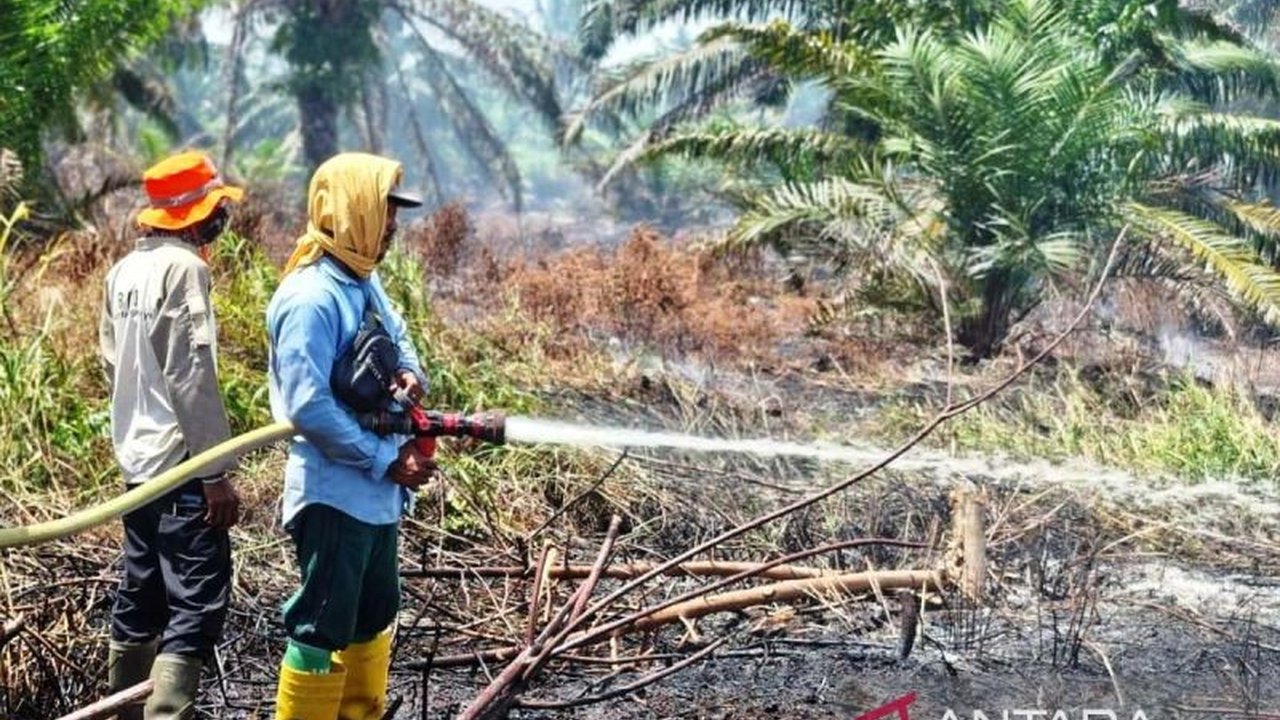 Bencana kebakaran lahan di Nagan Raya, Aceh, telah meluas mencapai 60 hektare, menghadirkan tantangan besar bagi tim gabungan dalam upaya pemadaman intensif.