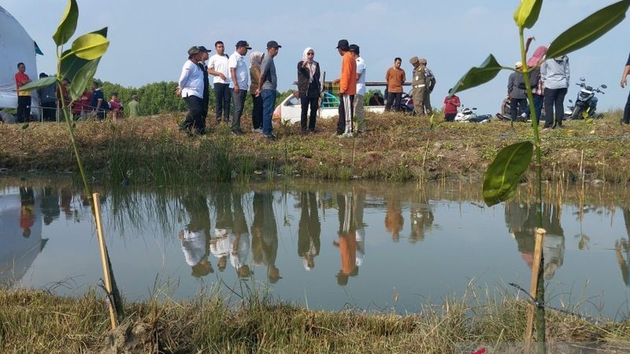 Pemerintah Kabupaten Demak gencar melakukan Penanaman Mangrove Demak di pesisir Tambakbulusan sebagai upaya mitigasi banjir rob dan abrasi. Bagaimana strategi komprehensif ini dijalankan?