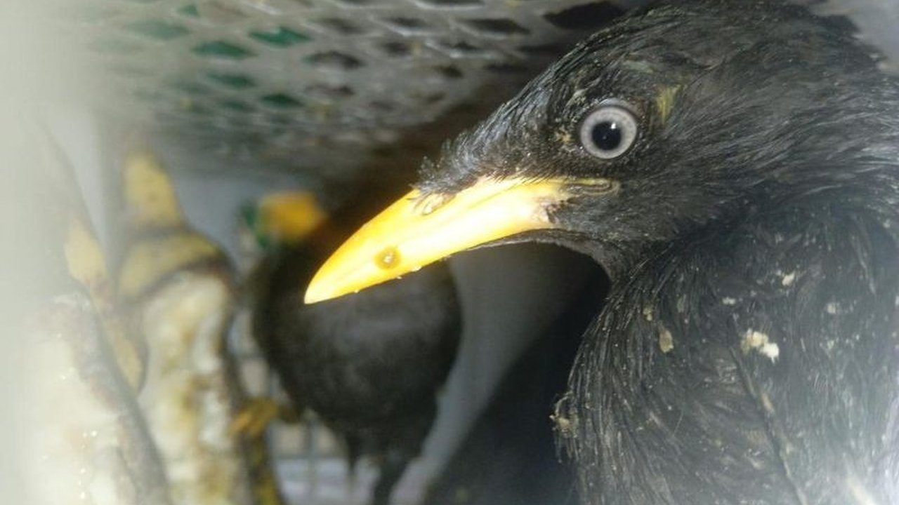 Badan Karantina Indonesia (Barantin) di Lampung berhasil menggagalkan pengiriman 172 burung ilegal dari Palembang menuju Tangerang melalui Pelabuhan Bakauheni, mengungkap modus operandi baru para pelaku.