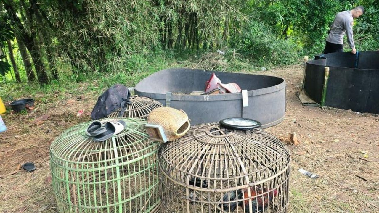 Kepolisian Resor Garut berhasil membongkar praktik judi sabung ayam di Kecamatan Cibatu yang meresahkan masyarakat. Detail penggerebekan dan barang bukti yang diamankan dalam kasus ini.