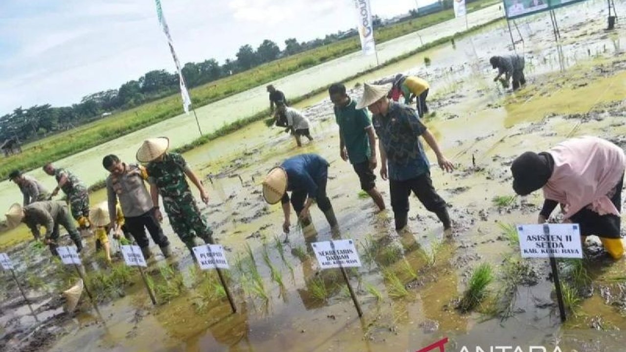 Pemerintah Kabupaten Kubu Raya serius menggenjot program Optimalisasi Lahan Food Estate di Kecamatan Batu Ampar. Targetnya, petani bisa panen dua kali setahun untuk dongkrak produksi pangan daerah.