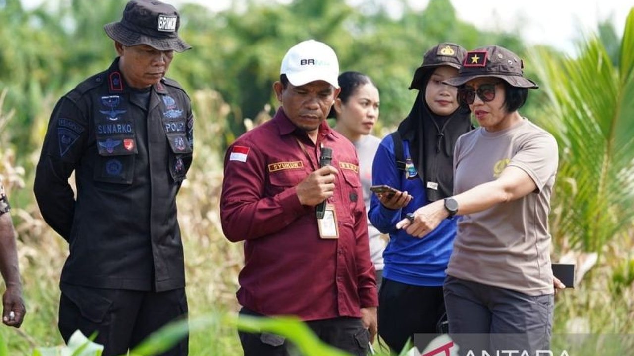 Balai Penerapan Modernisasi Pertanian (BRMP) Papua Barat menginisiasi pengembangan penangkaran benih jagung di Manokwari, diproyeksikan mampu memenuhi kebutuhan tanam hingga 200 hektare lahan untuk memperkuat ketahanan pangan lokal.