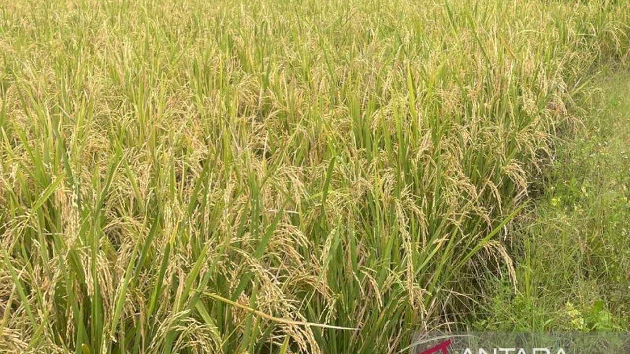 Kabupaten Kuningan dipercaya menjadi pusat pelaksanaan gerakan pengendalian (gerdal) hama padi serentak tingkat Jawa Barat, menunjukkan kesiapan daerah dalam menerapkan Pengendalian Hama Terpadu (PHT) yang diapresiasi Kementan.