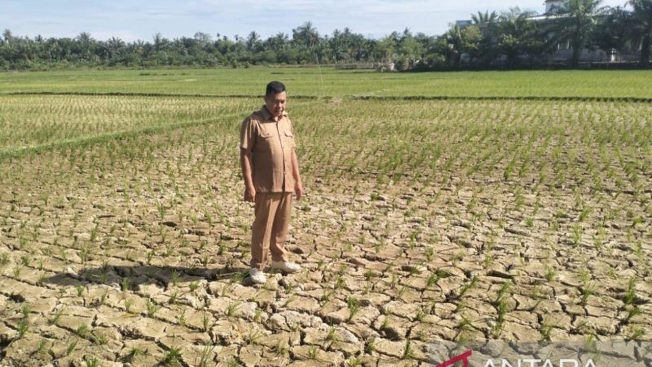 Ratusan hektare lahan sawah di Nagan Raya, Aceh, terdampak kekeringan parah akibat minimnya air irigasi dan curah hujan. Distannak Nagan Raya berupaya keras menyelamatkan Kekeringan Lahan Sawah Nagan Raya dari ancaman gagal panen.