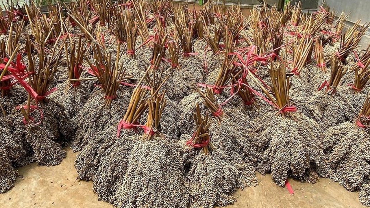 PLN EPI bersama PLN Puslitbang dan Itera bersinergi dalam riset tanaman energi kaliandra dan sorgum. Langkah ini memperkuat Pengembangan Bioenergi PLN EPI dan ketahanan pasokan biomassa nasional.