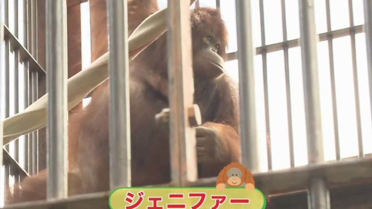 Kehadiran Orangutan Jennifer dan Hayato di Tobe Zoo, Jepang, menjadi simbol kuat persahabatan serta kerja sama konservasi satwa liar antara Indonesia dan Jepang, khususnya dalam menjaga kelestarian Orangutan Kalimantan.
