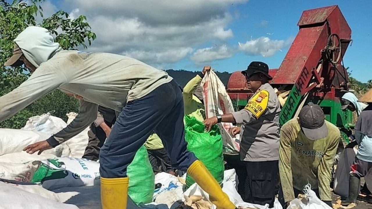 Polres Nabire terus mendukung program ketahanan pangan pemerintah dengan mendampingi petani jagung di Distrik Makimi, Papua Tengah, guna mempercepat swasembada pangan nasional dan meningkatkan kesejahteraan.
