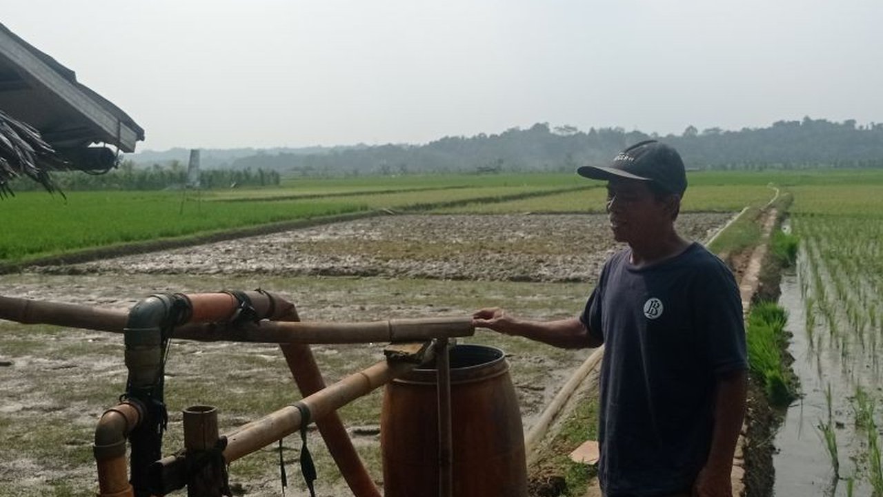 Memasuki musim kemarau, petani di Kabupaten Lebak, Banten, berinovasi menggunakan pompa pantek sistem satelit untuk mengatasi kekeringan parah yang mengancam gagal panen tanaman padi mereka.
