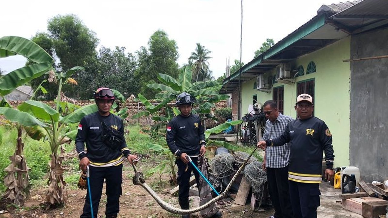 Tim UPTD Damkar Tanjung Uban sukses melakukan **evakuasi ular piton Bintan** sepanjang dua meter yang kedapatan memangsa monyet peliharaan warga di Kampung Bugis, Bintan Utara, menimbulkan kekhawatiran atas keselamatan ternak lainnya.