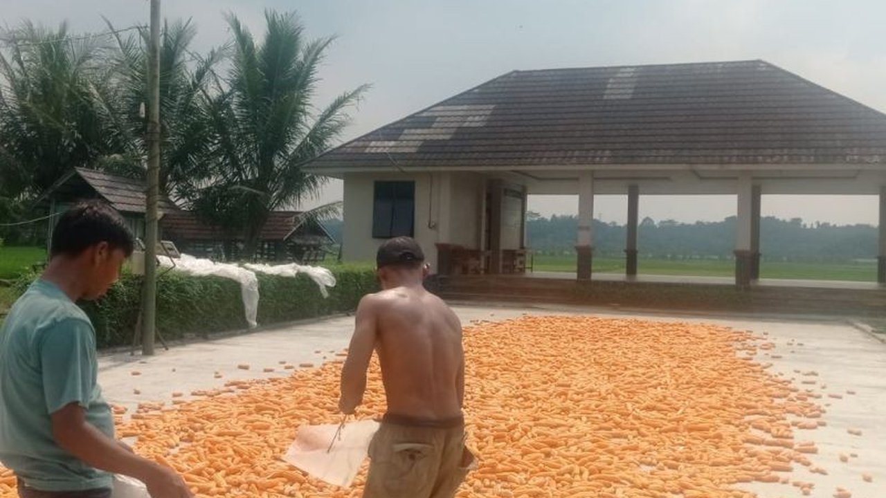 Kenaikan harga jagung pipilan Lebak hingga Rp5.500 per kilogram dalam dua pekan terakhir membawa angin segar bagi petani, meningkatkan pendapatan mereka secara signifikan.