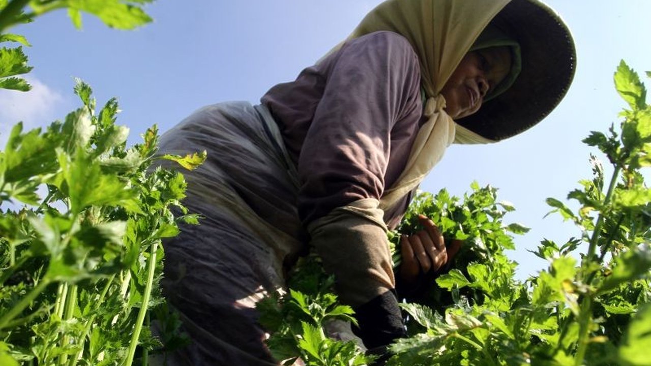 Pemerintah Kota Batu serius menggenjot optimalisasi green house pertanian demi melindungi komoditas unggulan dari ancaman bediding. Bagaimana strategi mereka menghadapi fenomena cuaca ekstrem ini?