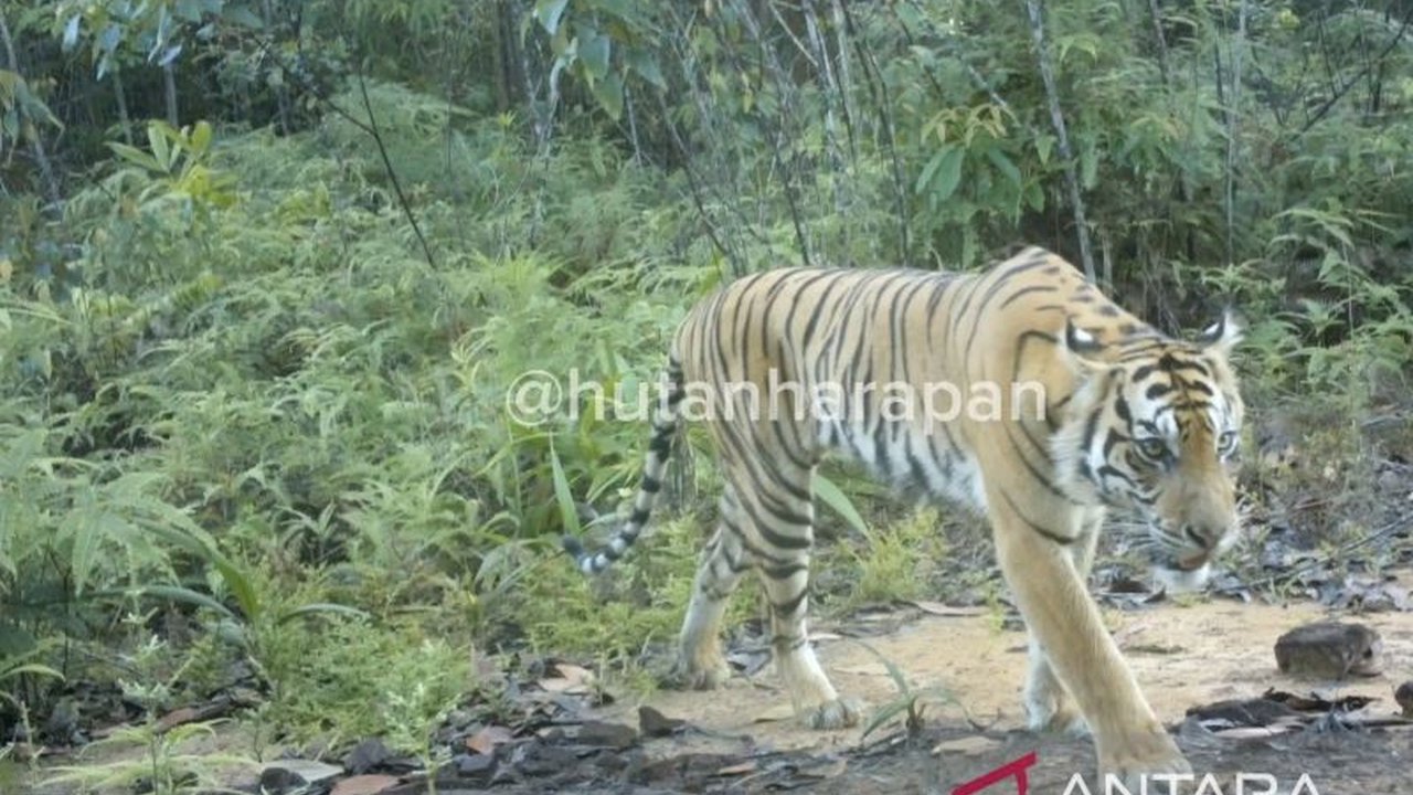 Penemuan Harimau Sumatra di Hutan Harapan melalui kamera jebak menjadi indikasi kuat bahwa ekosistem kawasan restorasi ini masih lestari dan terjaga dengan baik, memicu penasaran akan populasi satwa langka.