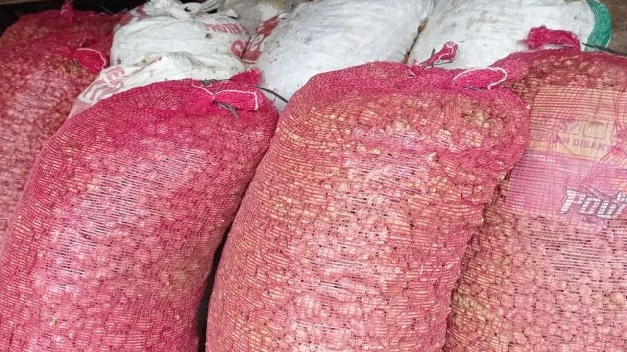 Petani Badui di Lebak sumringah menyambut panen raya kencur tahun ini. Kenaikan harga kencur Badui yang signifikan hingga Rp20 ribu per kilogram mendongkrak pendapatan mereka.
