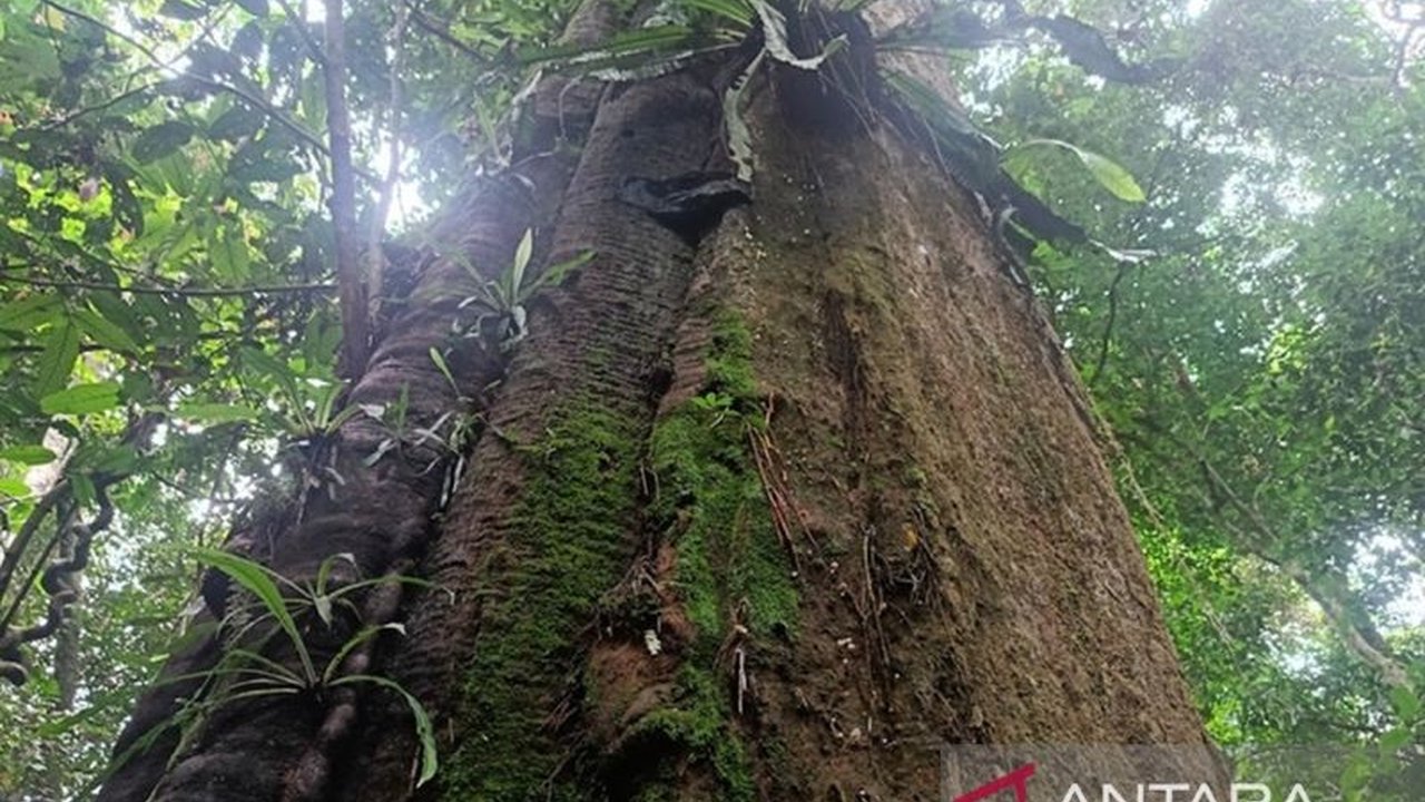 Balai Taman Nasional Kutai (TNK) gencar melestarikan enam jenis flora penting, termasuk pasak bumi dan anggrek hitam, demi menjaga keberlanjutan ekosistem hutan hujan tropis Kalimantan.