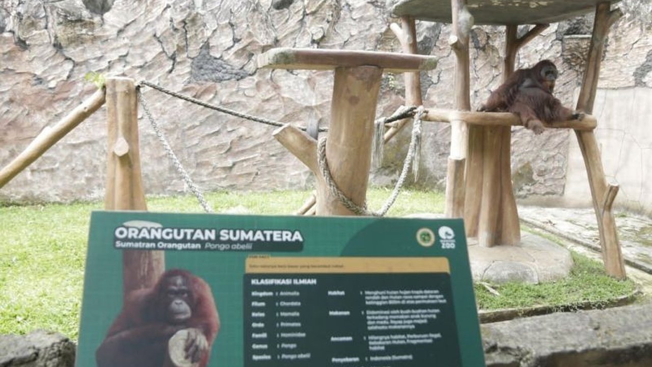 Pemerintah Kota Bandung menargetkan Revitalisasi Bandung Zoo selesai dalam waktu kurang dari satu tahun setelah penunjukan pengelola baru, meski tantangan perizinan masih membayangi.