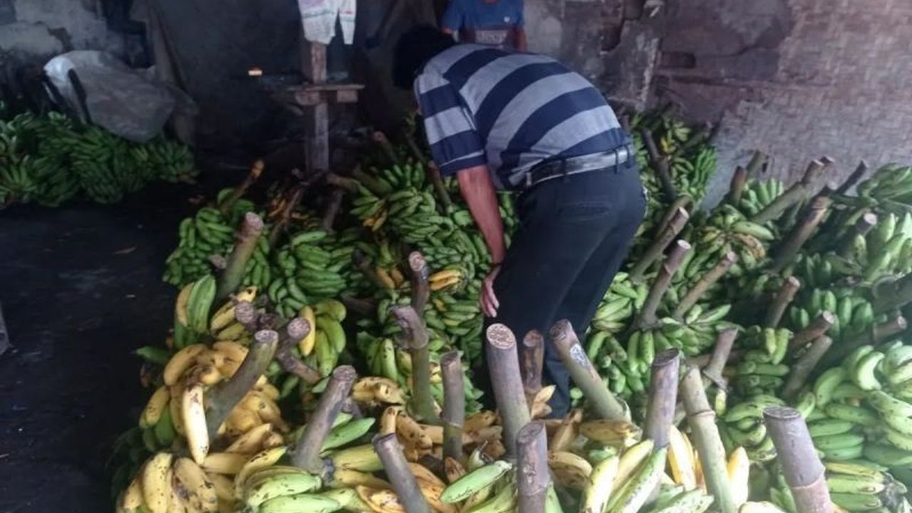 Komoditas pisang Lebak menjadi tulang punggung ekonomi ribuan petani di 28 kecamatan. Produksi ratusan ton per bulan menjadikan pisang Lebak primadona pasar regional, mendorong kesejahteraan dan inovasi UMKM.
