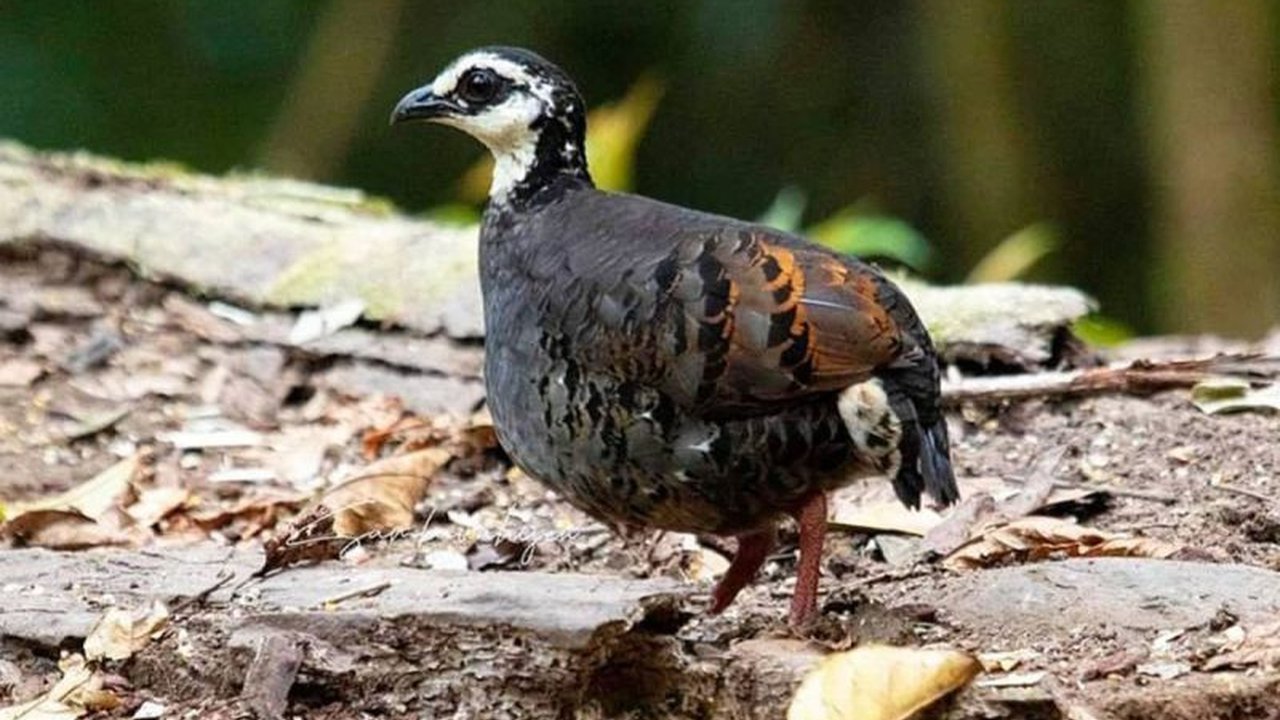 Peneliti Universitas Jember (Unej) mengungkap potensi Puyuh Gonggong Biasa sebagai fauna khas bumi Pandalungan, namun keberadaannya rentan punah dan mendesak untuk dilindungi.