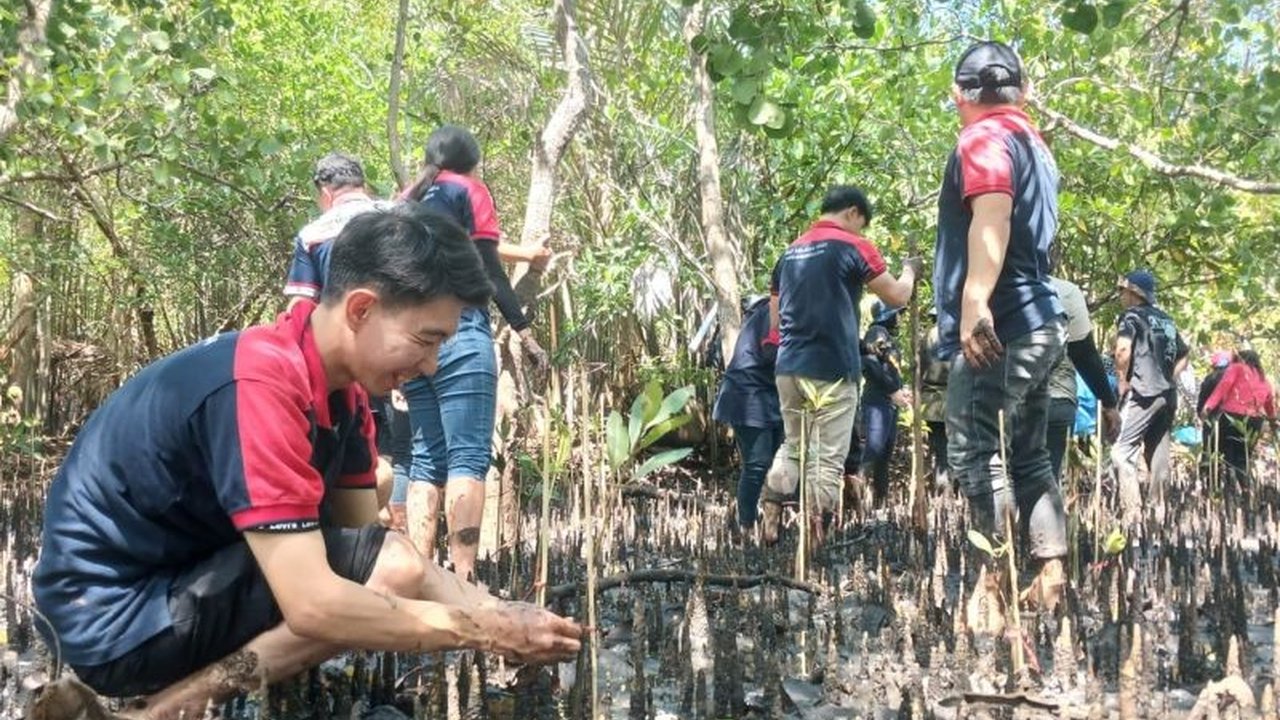 Alfamidi berkolaborasi dengan Bank Sampah Induk Likupang dan KUEP Sarawet untuk memperkuat ekonomi pesisir melalui penanaman mangrove, bagian dari program Kampung Merdeka Alfamidi.
