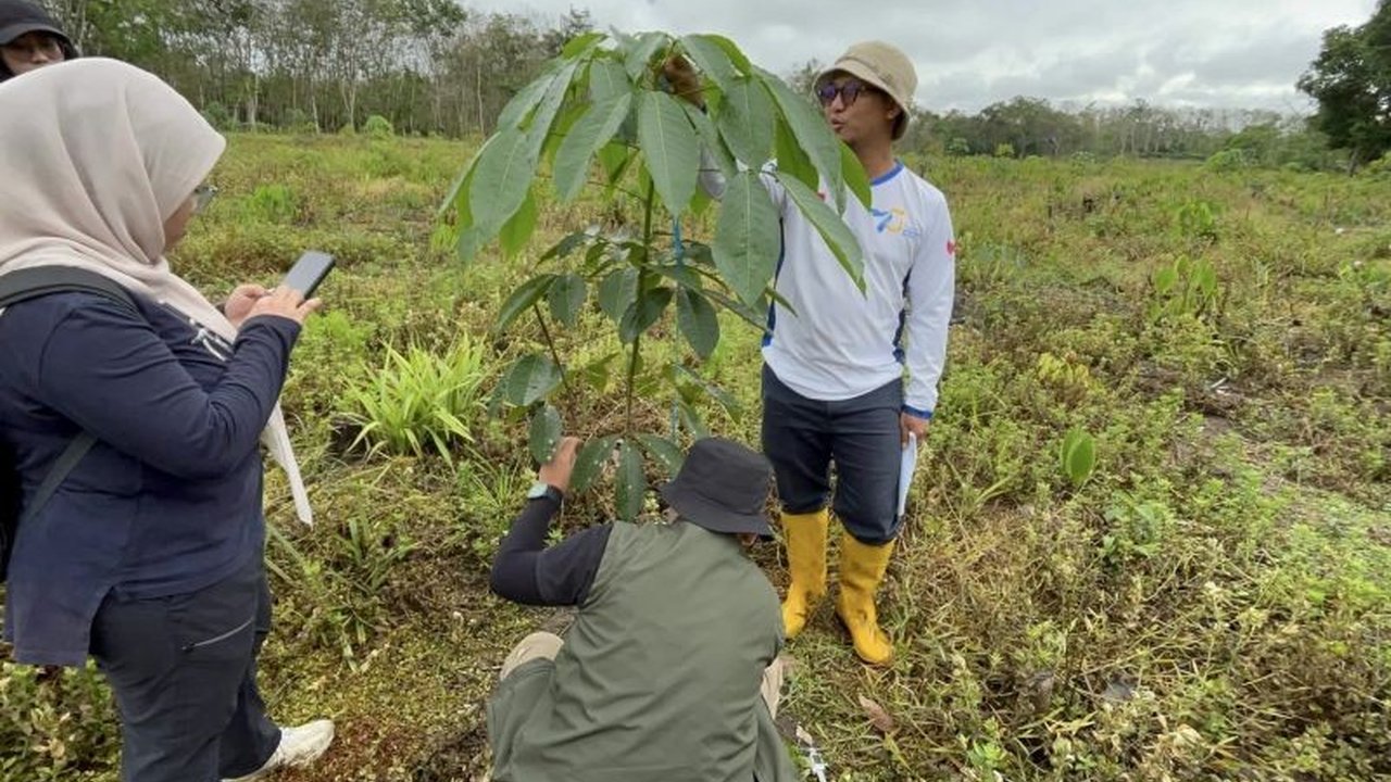 Kolaborasi Indonesia dan Norwegia terus menunjukkan kemajuan dalam program Rehabilitasi Hutan FOLU Net Sink 2030. Simak bagaimana upaya ini memberikan dampak positif di Kalimantan Selatan.