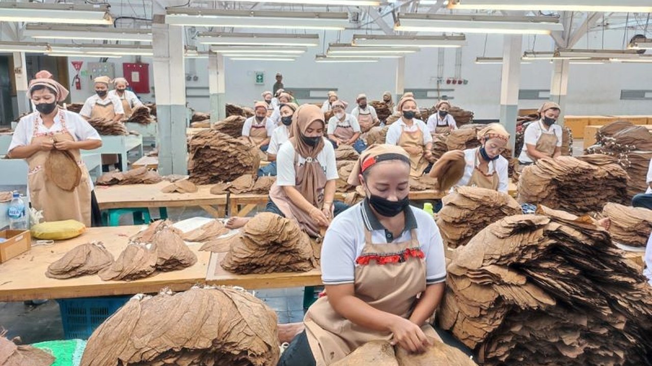 PTPN I gencar tingkatkan produksi tembakau premium, jenis Besuki Bawah Naungan dan Deli, demi penuhi permintaan pasar cerutu dunia yang terus melonjak. Simak strategi lengkapnya!