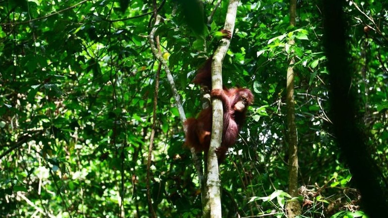 Kisah inspiratif pelepasliaran tiga individu orangutan Kalimantan di Hutan Lindung Gunung Batu Mesangat menandai keberhasilan upaya konservasi dan rehabilitasi satwa. Program pelepasliaran orangutan Kalimantan ini menunjukkan komitmen menjaga kelestarian.