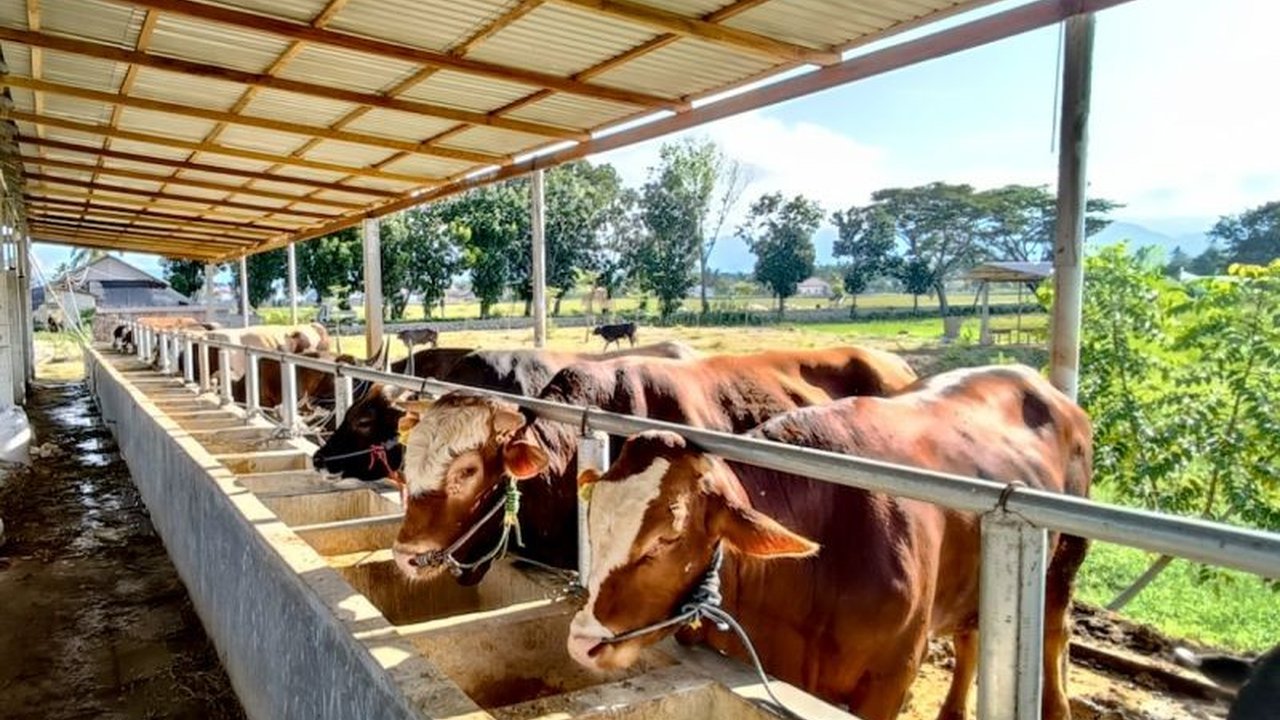 Kementerian Pertanian gencar mendorong pelaku usaha untuk mempercepat realisasi pemasukan sapi bakalan demi memperkuat Ketersediaan Daging Nasional dan stabilitas pasokan hingga akhir September 2026.
