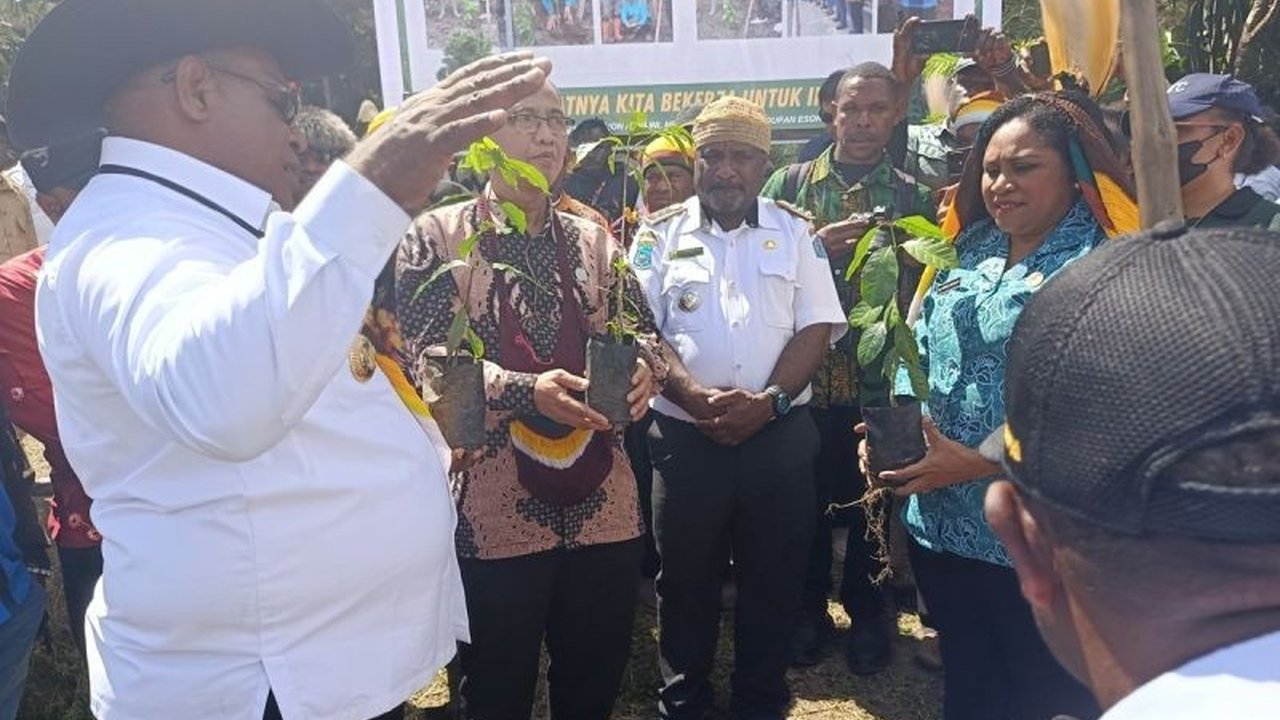 Pemkab Jayawijaya Gencarkan Budidaya Kopi Jayawijaya, Dongkrak Ekonomi Warga Papua Pegunungan