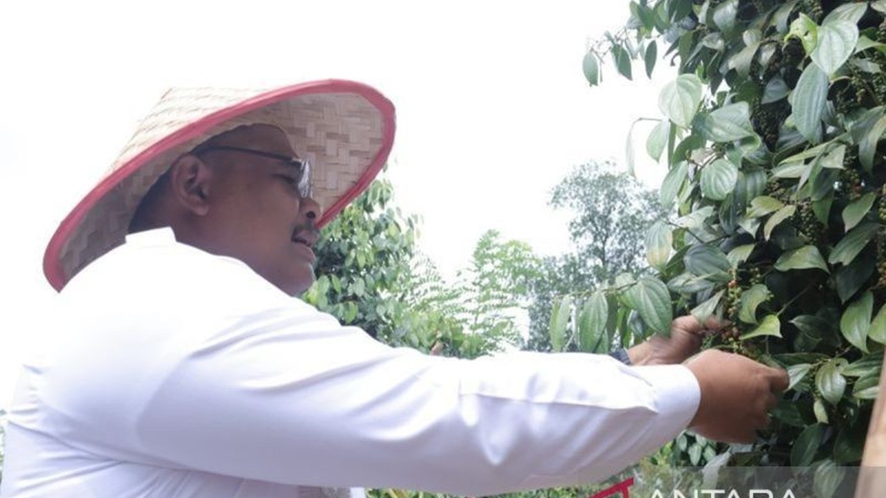 Pemerintah Provinsi Kepulauan Bangka Belitung (Pemprov Babel) meremajakan 195 hektare kebun lada petani dengan bibit unggul untuk dongkrak produksi dan kualitas lada putih daerah.