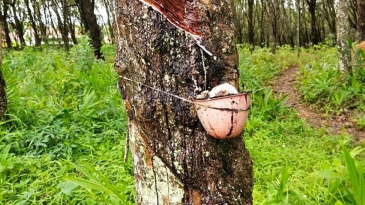 Produksi karet petani Babel anjlok pada tahun 2025, turun lebih dari 5.000 ton. Fenomena ini disebabkan oleh masifnya alih fungsi lahan karet menjadi perkebunan kelapa sawit.