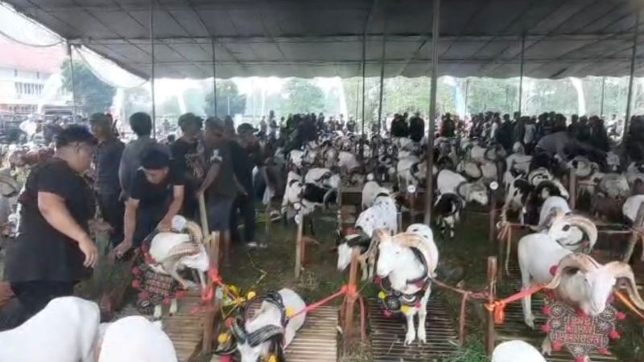 Pesta Patok Tasikmalaya: Bupati Sebut Tumbuhkan Kualitas dan Ekonomi Peternak