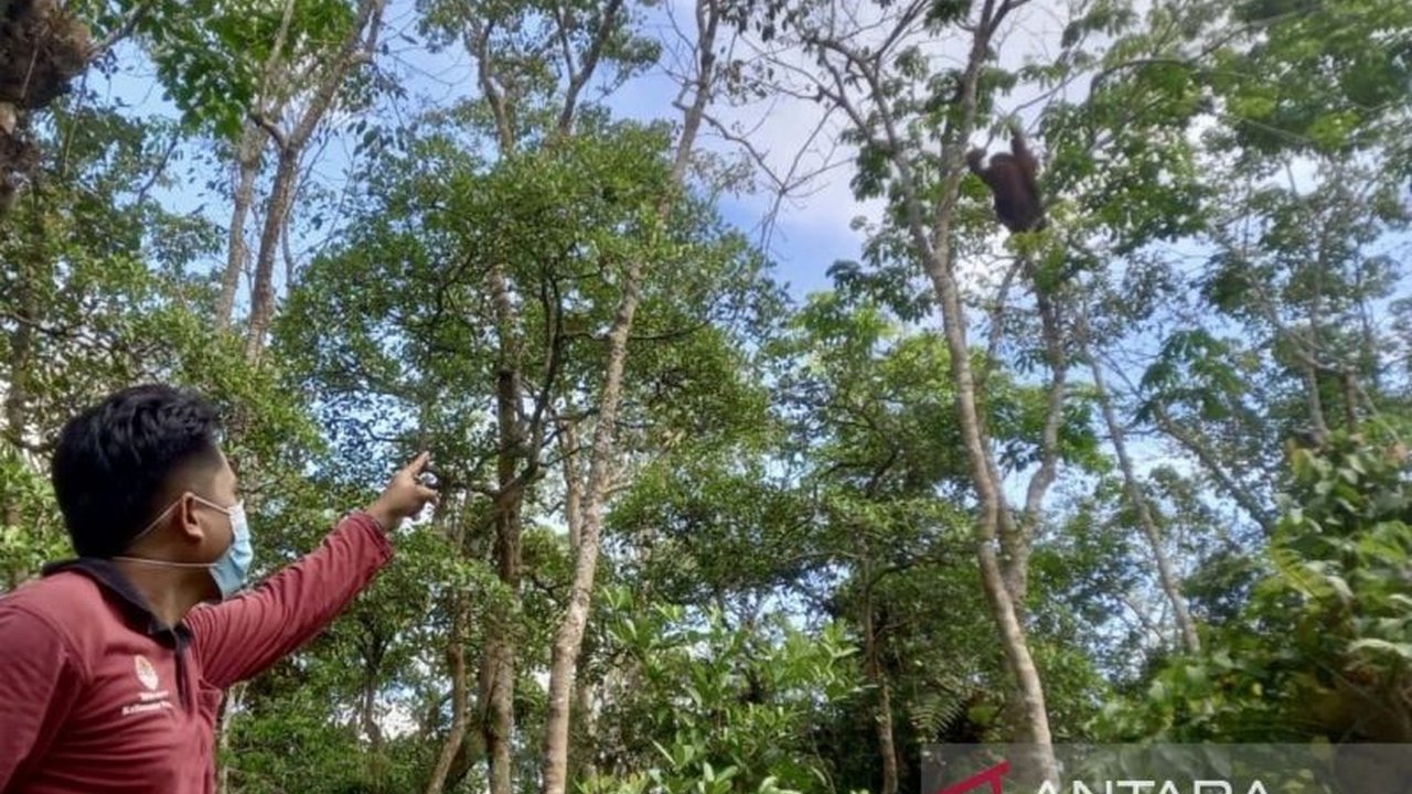 Konservasi Orangutan Tabalong: Menjaga Rumah Terakhir di Hutan Gambut Kalimantan Selatan