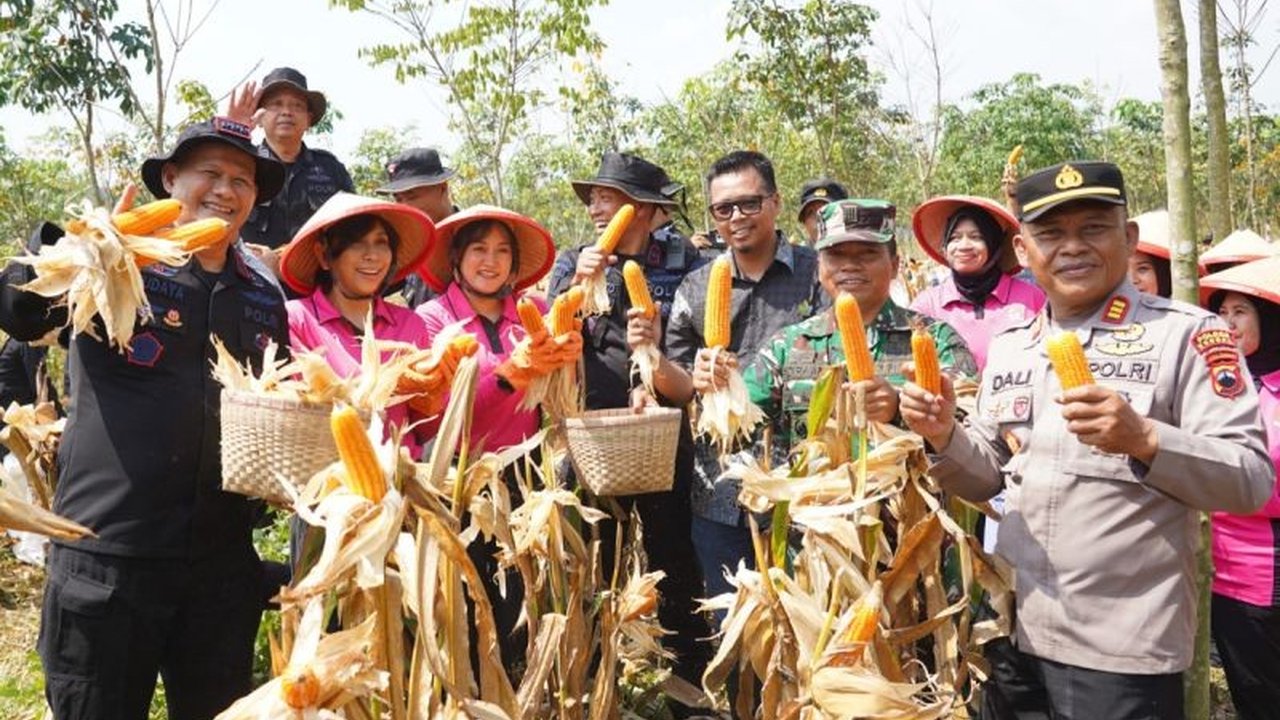 Brimob Polda Jateng Panen Delapan Ton Jagung di Kendal, Perkuat Ketahanan Pangan Nasional