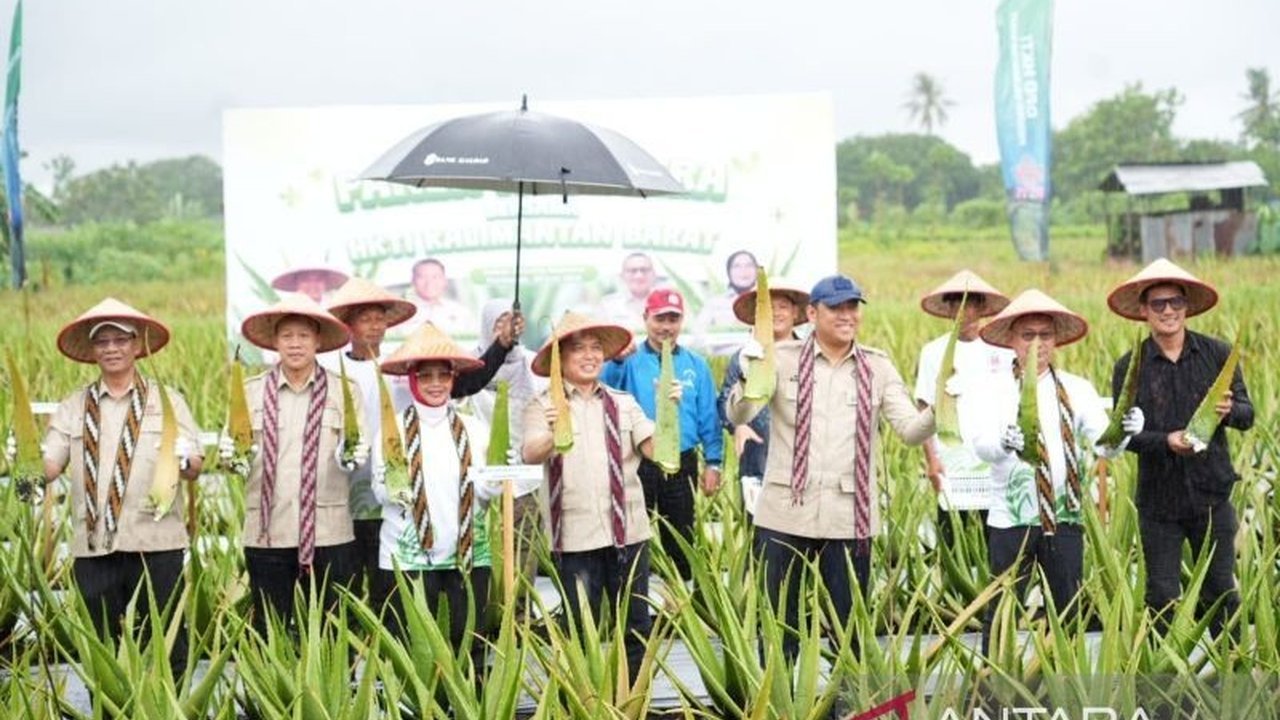 Kementan bersama Pemprov Kalbar berkomitmen penuh mendorong Hilirisasi Lidah Buaya Pontianak, mengembalikan kejayaan komoditas unggulan daerah untuk kesejahteraan petani dan ekonomi lokal.