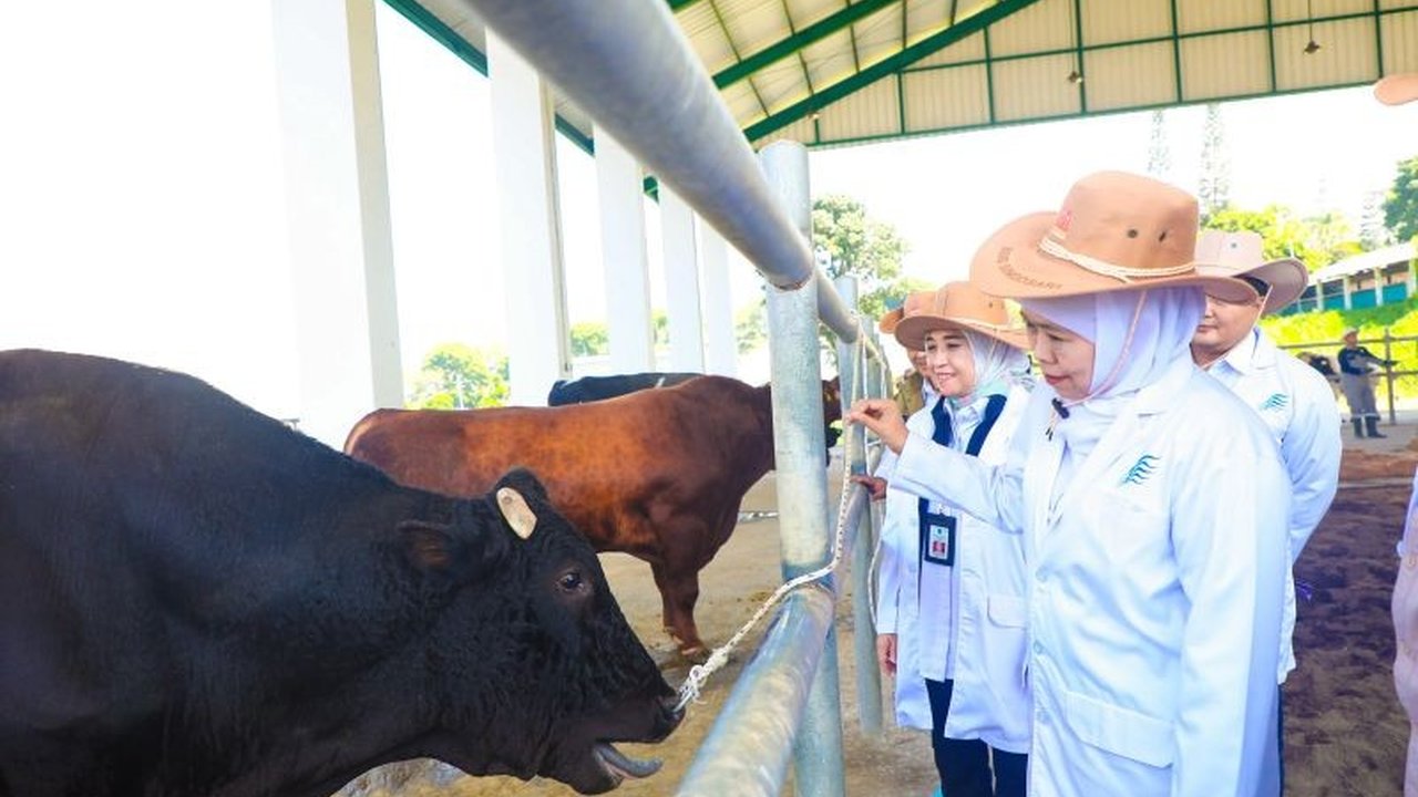 Gubernur Khofifah optimis semen beku Belgian Blue dari BBIB Singosari dapat mempercepat swasembada daging nasional, melihat keberhasilan uji coba dan potensi ekonomi tinggi.