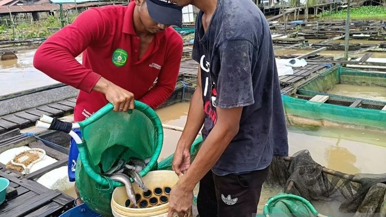 Kalimantan Timur sukses melipatgandakan Produksi Ikan Keramba Kaltim air tawar berkat metode keramba jaring apung, mencapai 99.559 ton setahun terakhir dan membuka prospek pasar lebih luas.