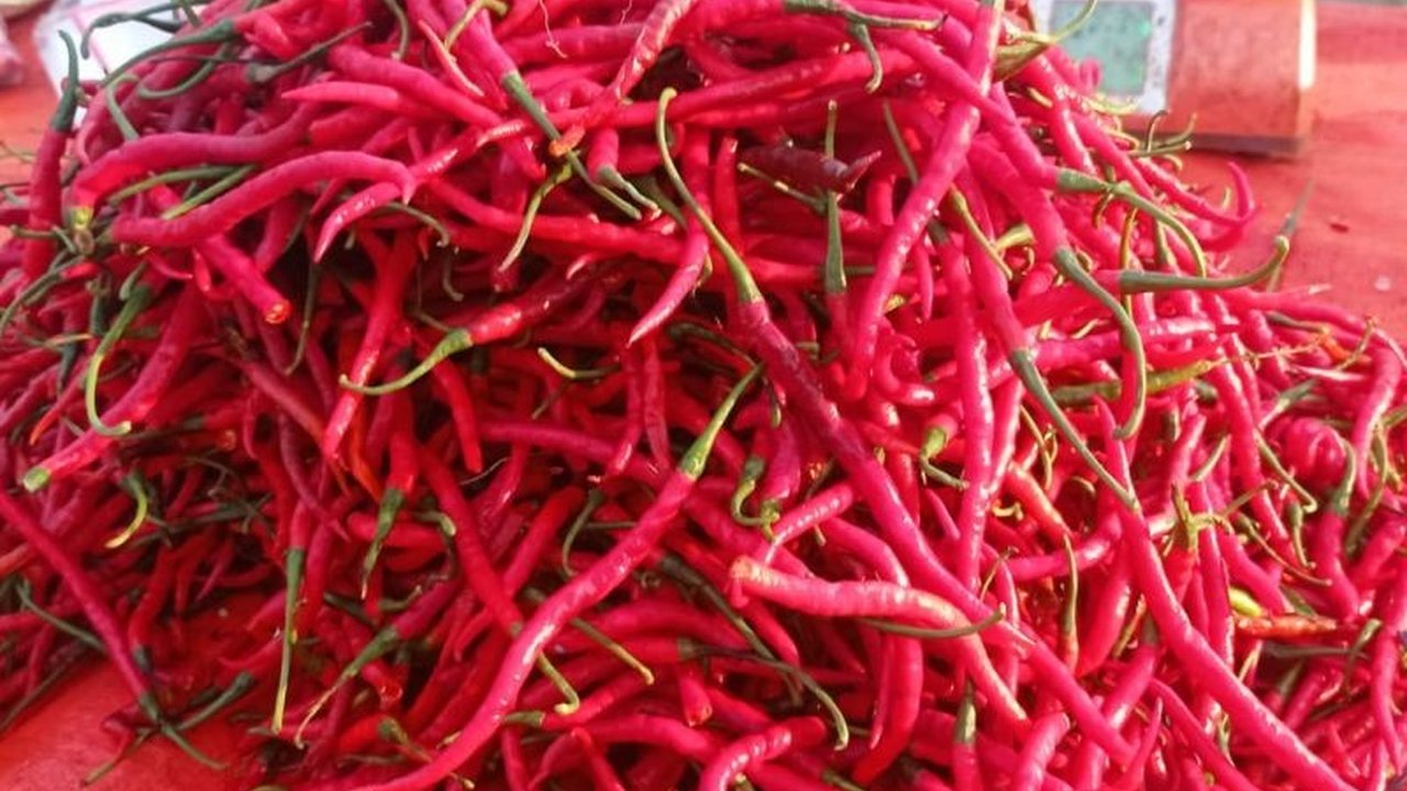 Harga Cabai Lebak Turun Drastis! Apa sebenarnya yang menyebabkan komoditas penting ini anjlok di pasaran Kabupaten Lebak? Simak penjelasan lengkap Disperindag dan dampaknya bagi masyarakat.