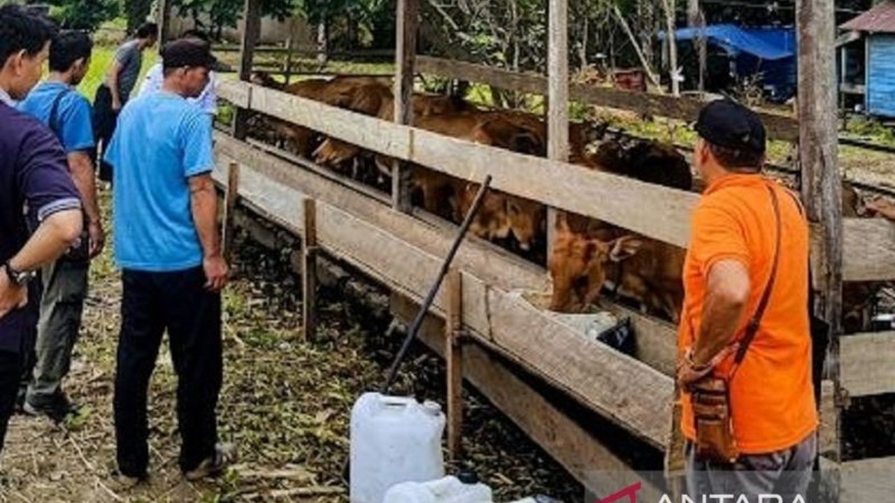 Sistem agrosilvopastura, atau integrasi tani-ternak Kukar, menjadi solusi inovatif bagi warga Kabupaten Kutai Kartanegara untuk meningkatkan ekonomi sekaligus melestarikan hutan.