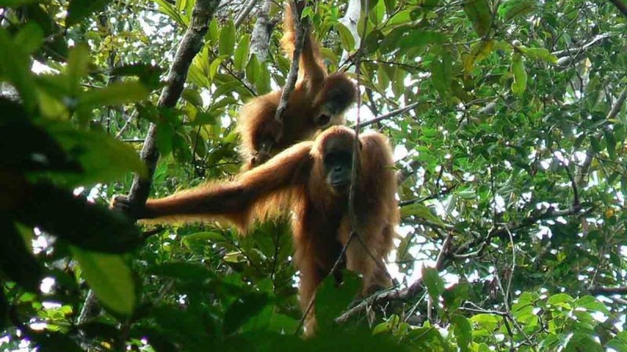 BKSDA Aceh berhasil mengevakuasi satu individu orang utan Sumatra yang terisolasi di perkebunan sawit Aceh Selatan. Penyelamatan ini penting untuk menjaga populasi satwa dilindungi dari ancaman kepunahan.