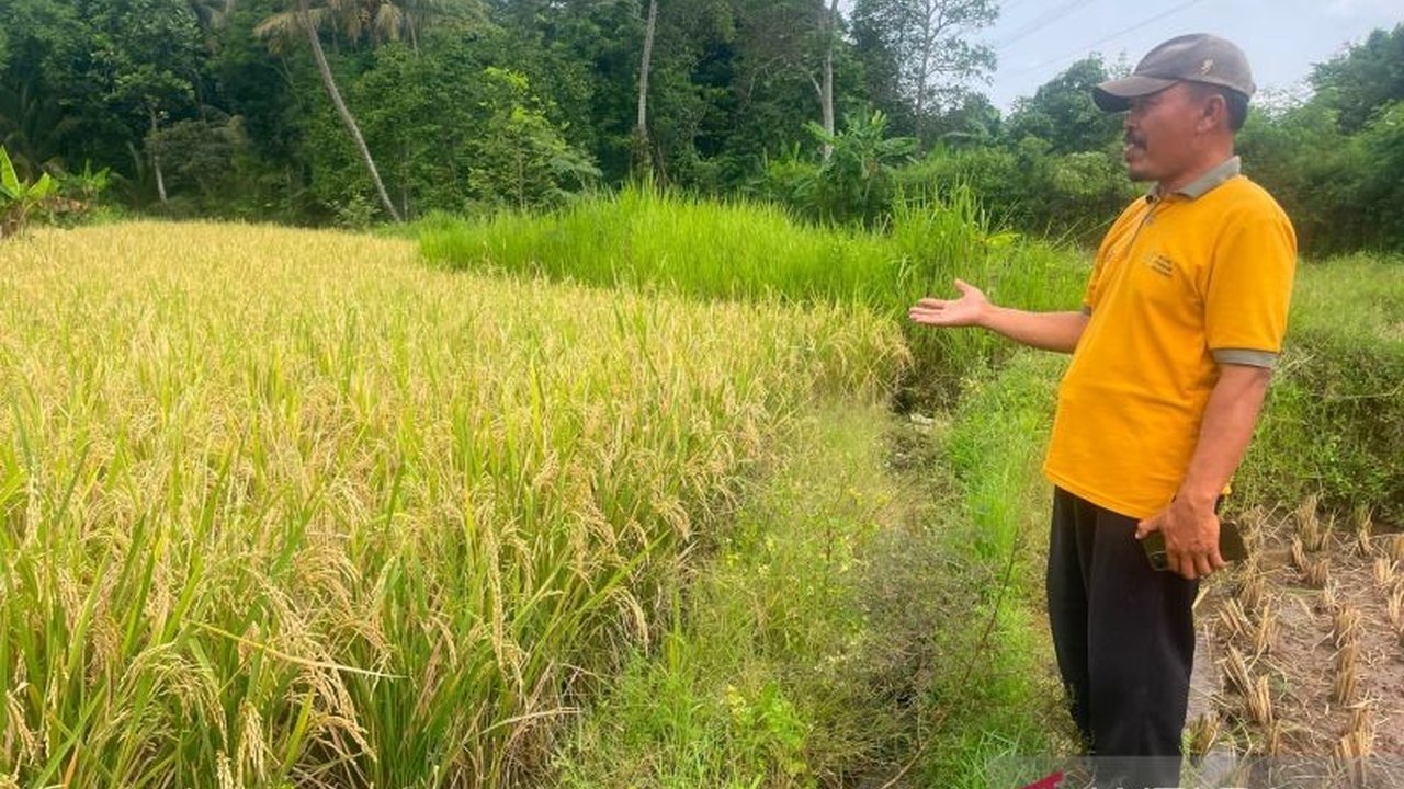 Pemkab Kuningan Catat Produksi Padi 168 Ribu Ton hingga Mei 2026, Perkuat Ketahanan Pangan Nasional