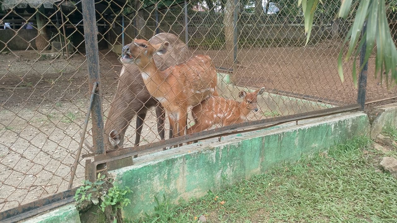 Kabar Gembira! Sitatunga dari Ragunan Melahirkan Anak di Semarang Zoo