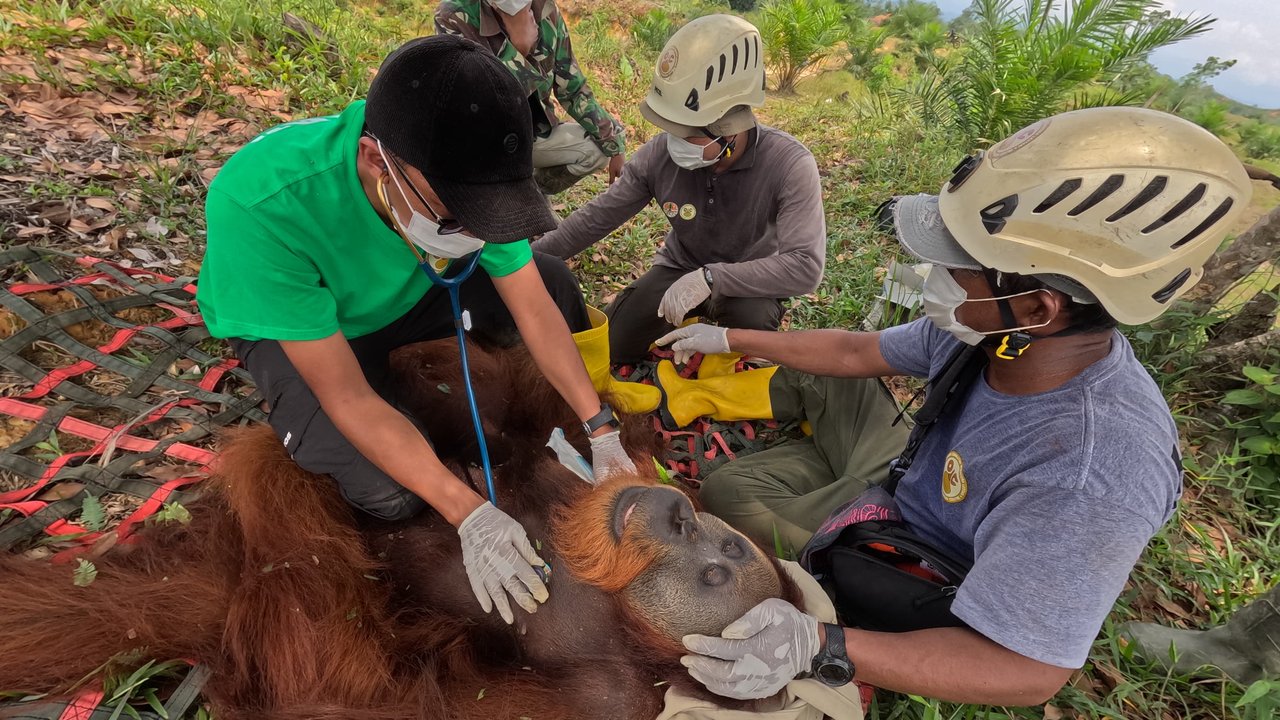 Sempat Gunakan Rakit, BBKSDA Sumut Lepasliarkan Orangutan Sumatra ke Hutan Primer TNGL