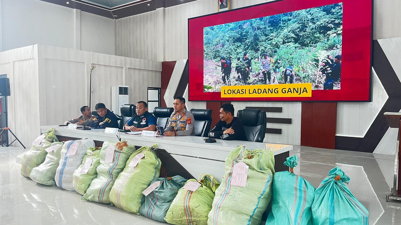 Ladang Ganja 20 Hektare Ditemukan di Perbukitan, Polda Sumsel Selidiki Jaringan di Baliknya