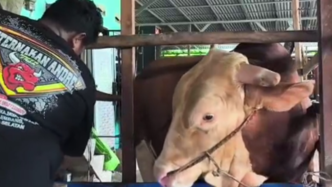 Penampakan Sapi Kurban Presiden Prabowo di Palembang